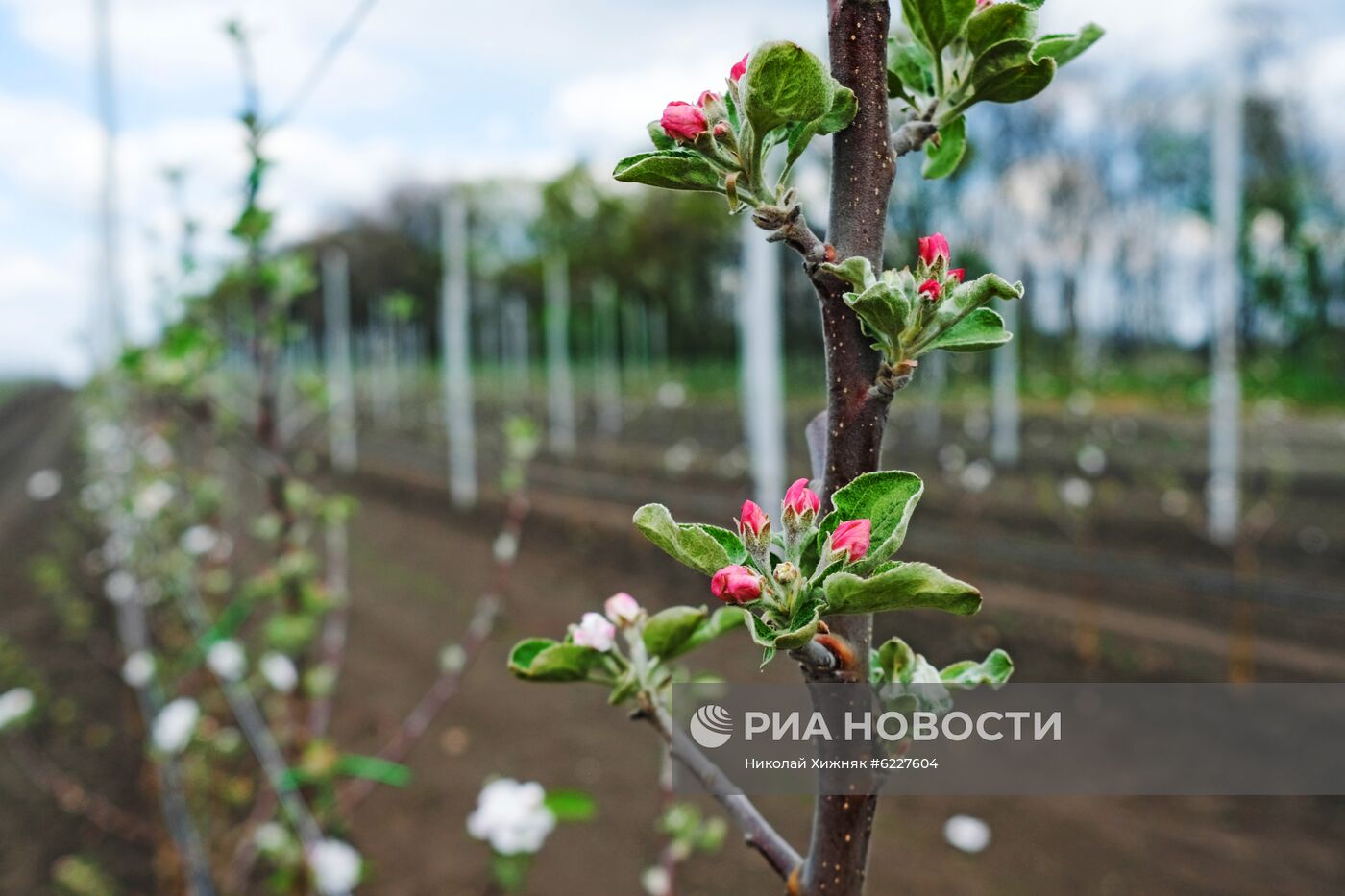 Тепличное хозяйство в Краснодарском крае