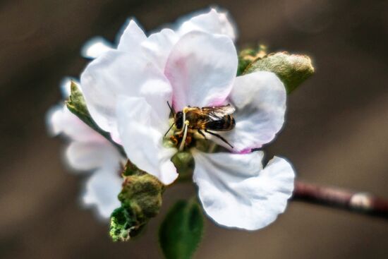 Тепличное хозяйство в Краснодарском крае