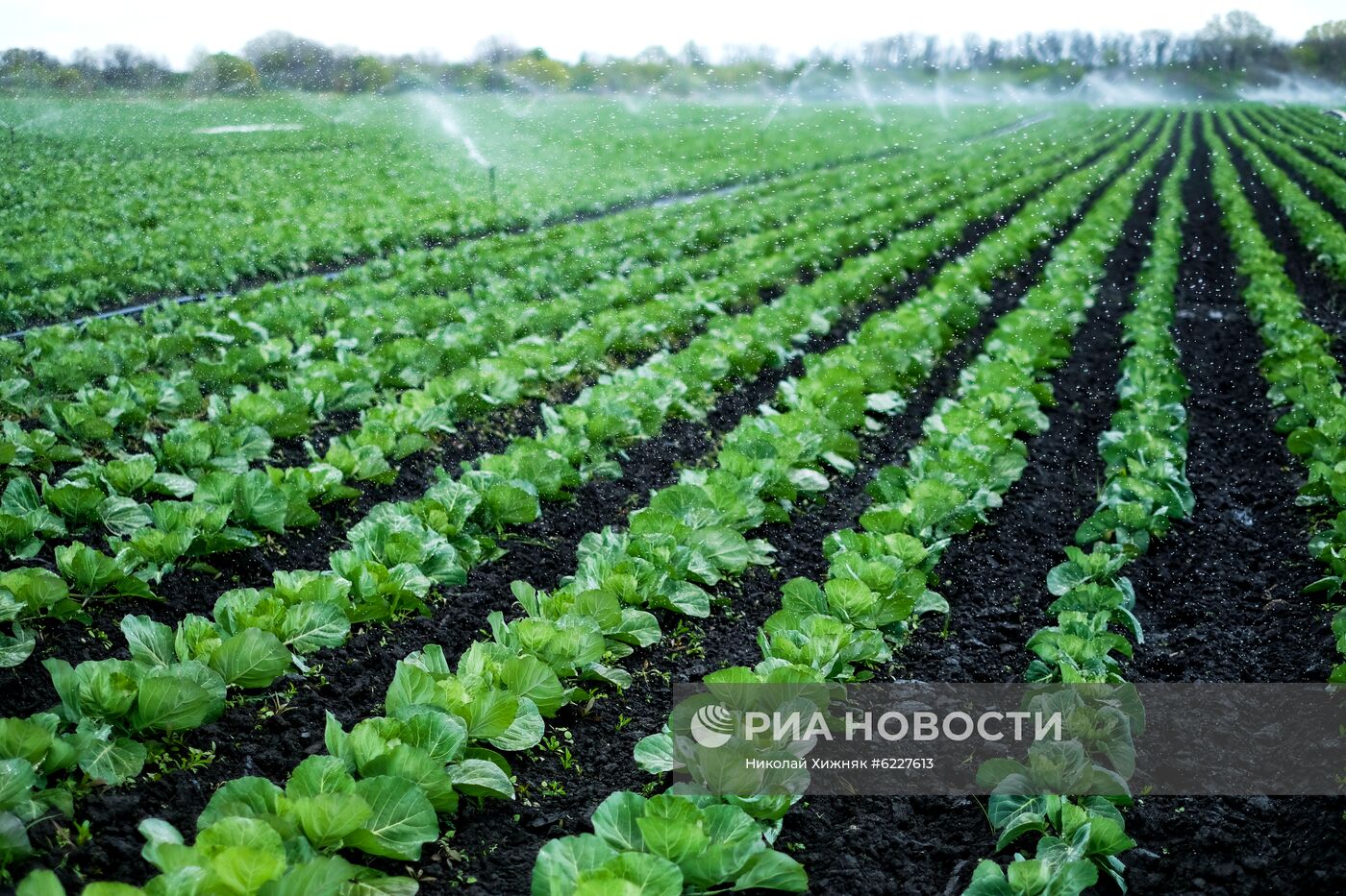 Тепличное хозяйство в Краснодарском крае