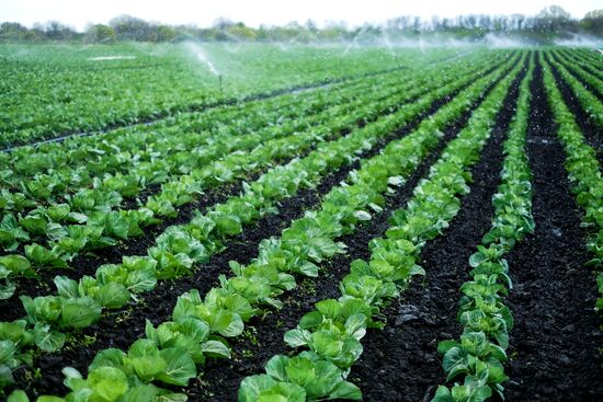 Тепличное хозяйство в Краснодарском крае