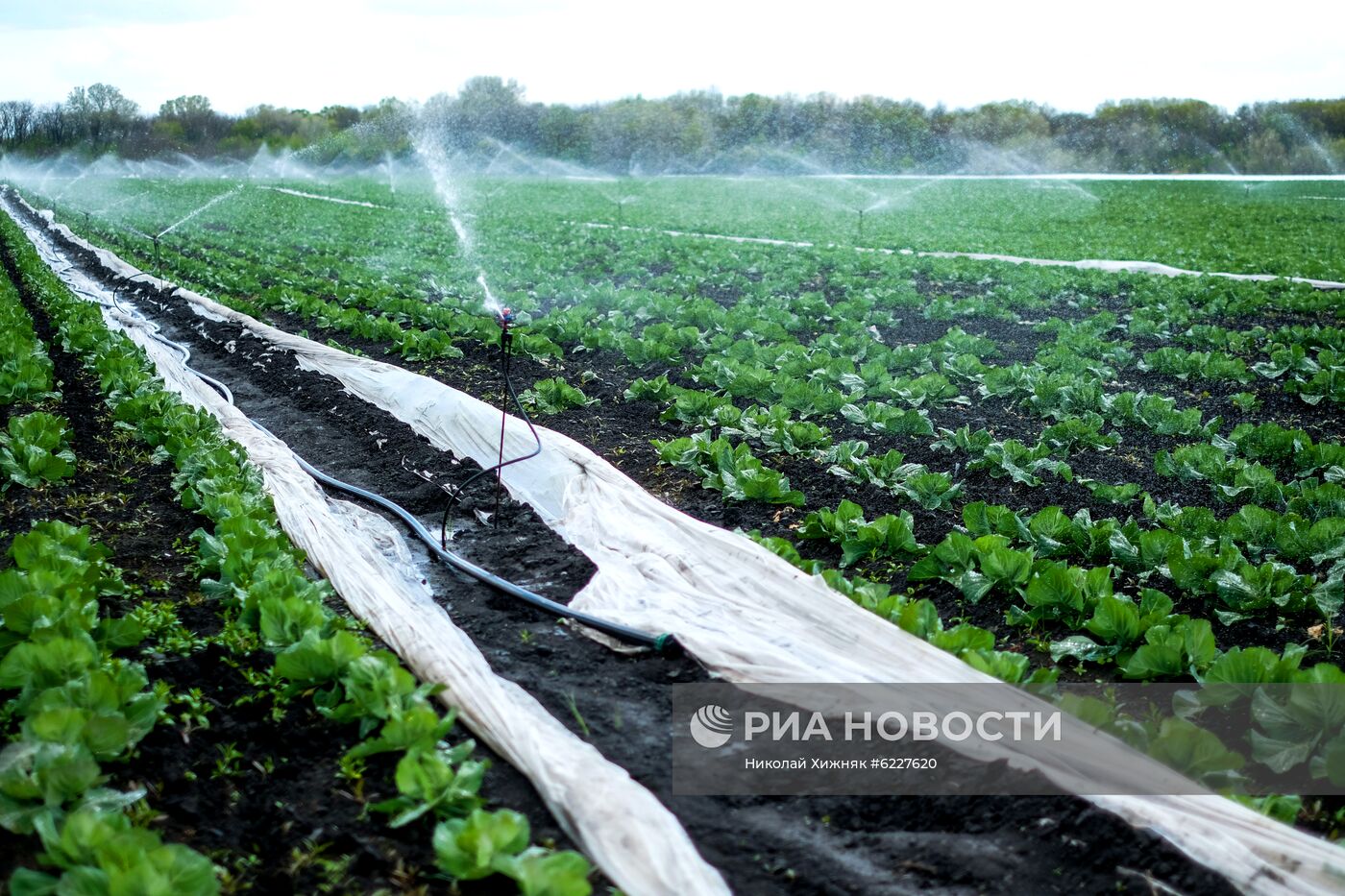 Тепличное хозяйство в Краснодарском крае