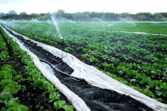 Тепличное хозяйство в Краснодарском крае