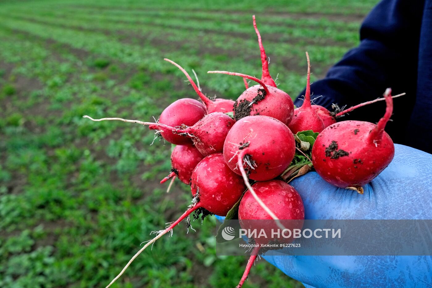 Тепличное хозяйство в Краснодарском крае