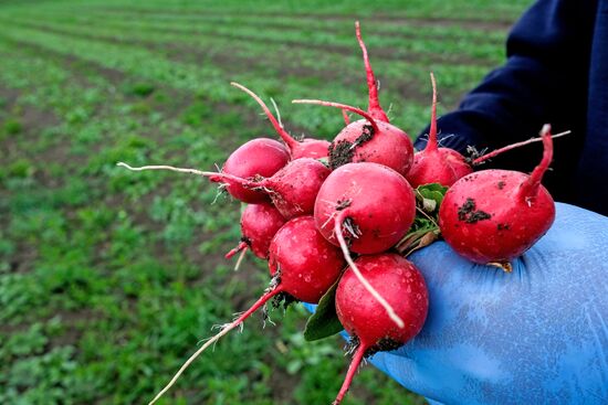 Тепличное хозяйство в Краснодарском крае