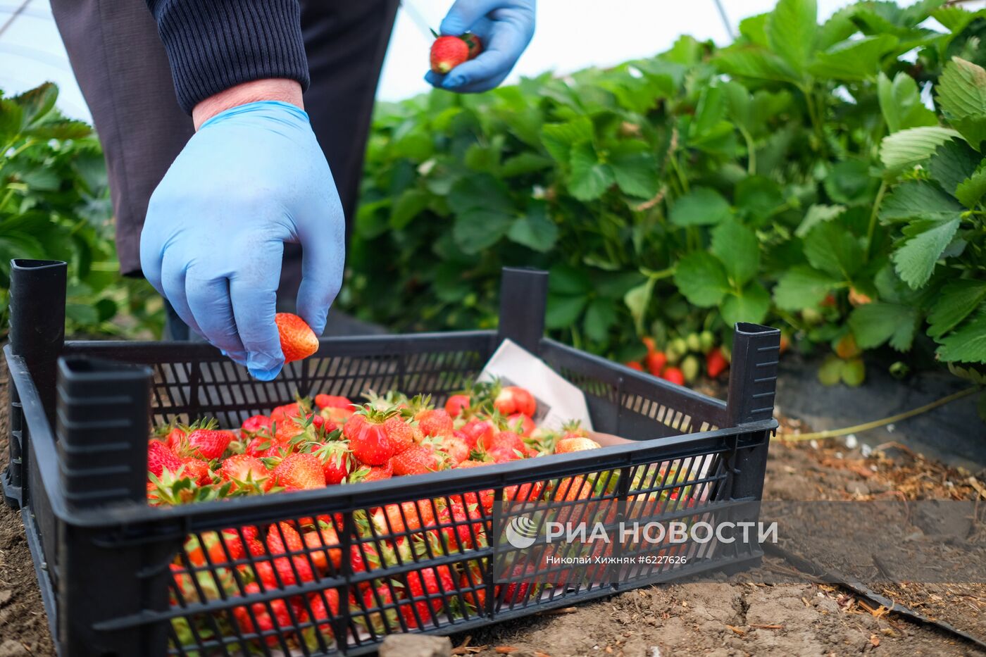 Тепличное хозяйство в Краснодарском крае