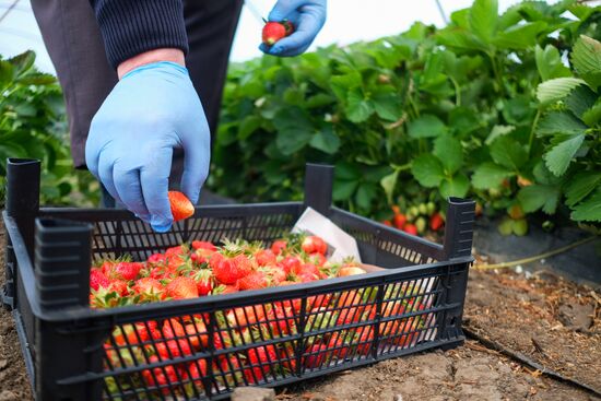 Тепличное хозяйство в Краснодарском крае
