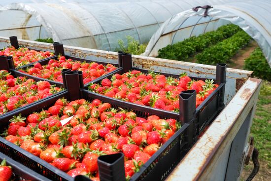 Тепличное хозяйство в Краснодарском крае