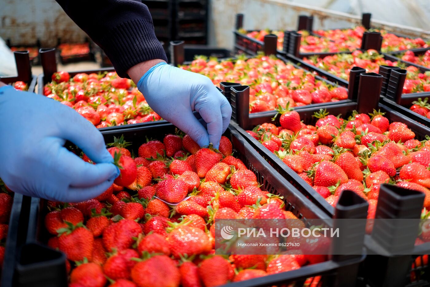 Тепличное хозяйство в Краснодарском крае