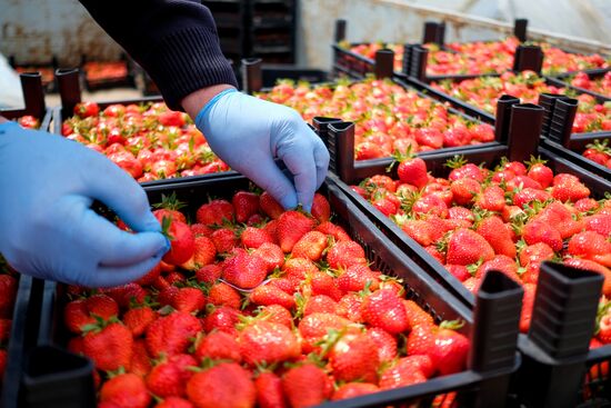 Тепличное хозяйство в Краснодарском крае