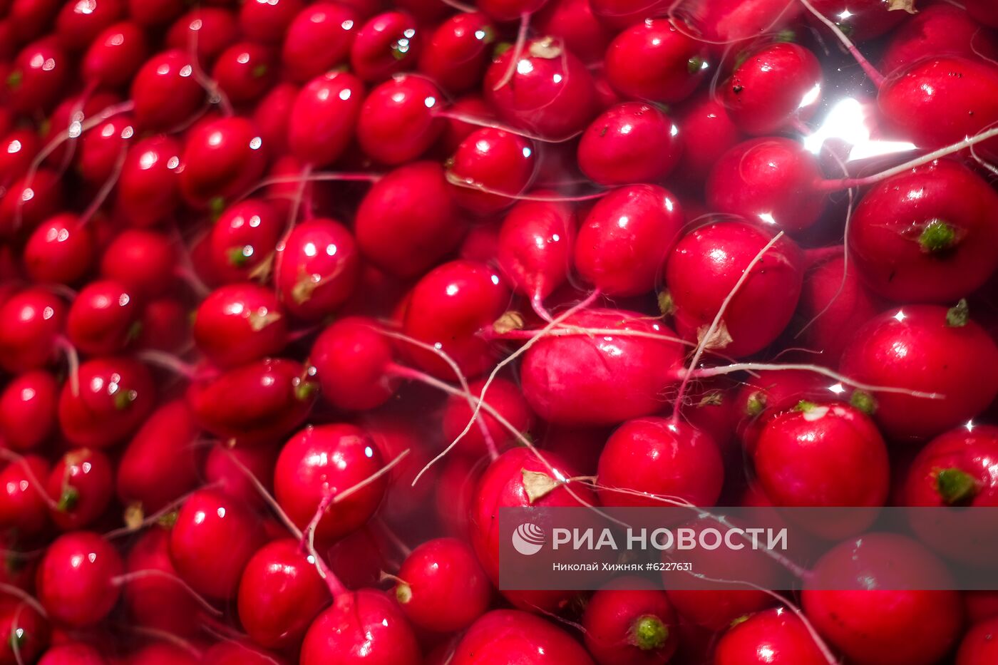 Тепличное хозяйство в Краснодарском крае