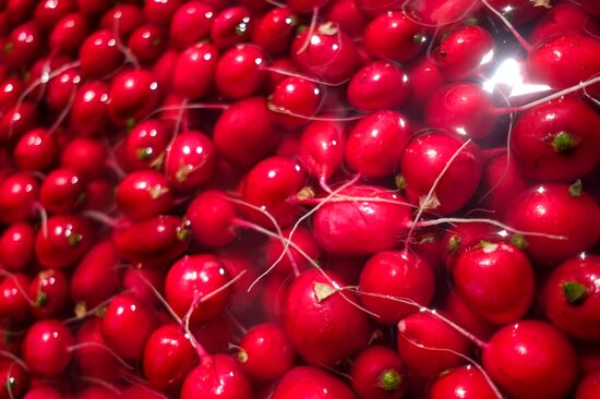 Тепличное хозяйство в Краснодарском крае