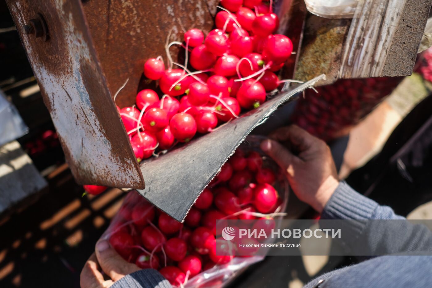 Тепличное хозяйство в Краснодарском крае