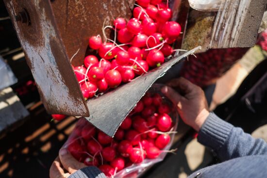 Тепличное хозяйство в Краснодарском крае
