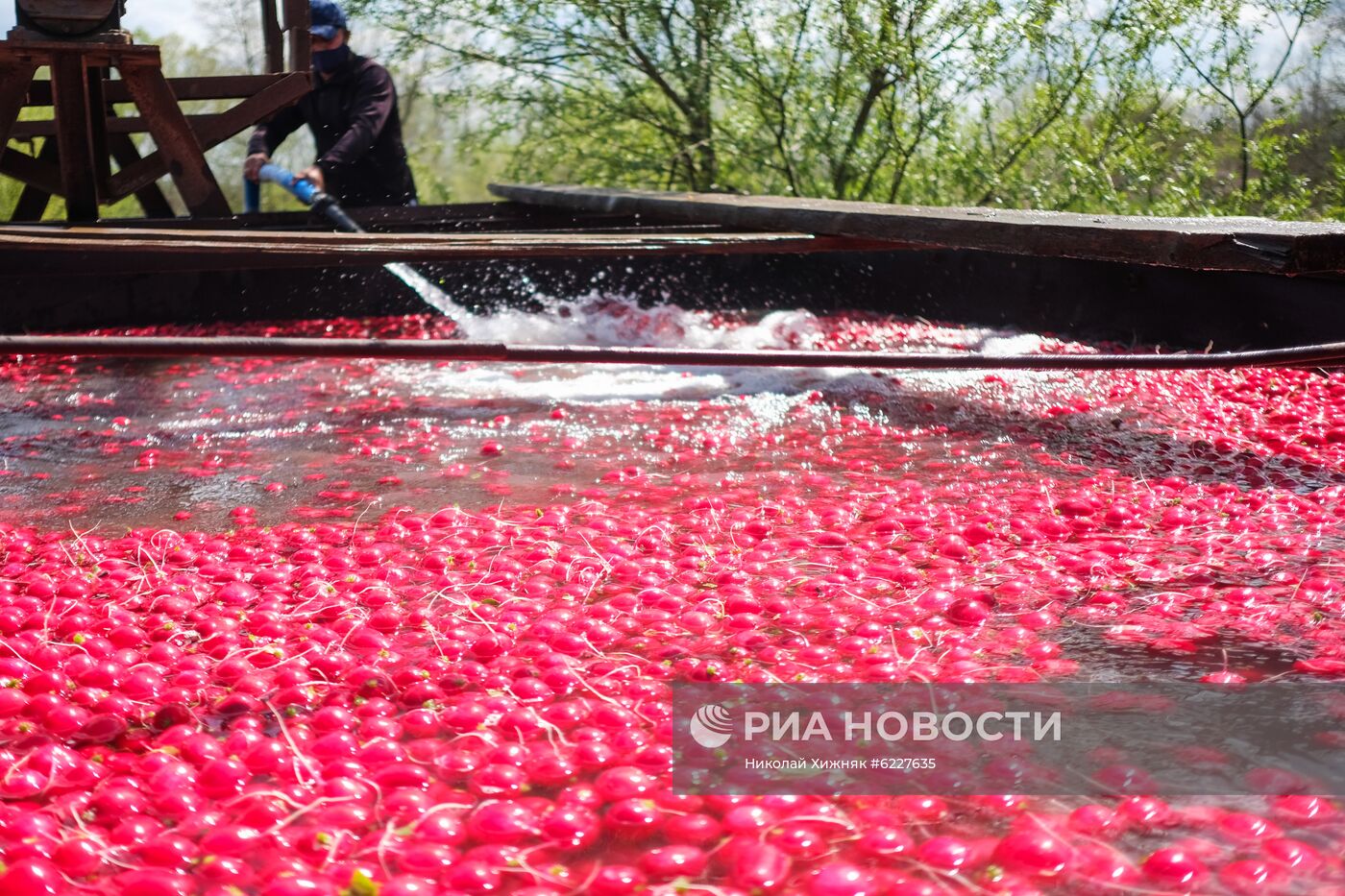 Тепличное хозяйство в Краснодарском крае