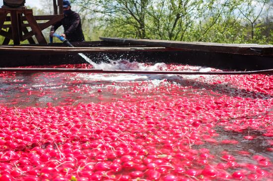 Тепличное хозяйство в Краснодарском крае