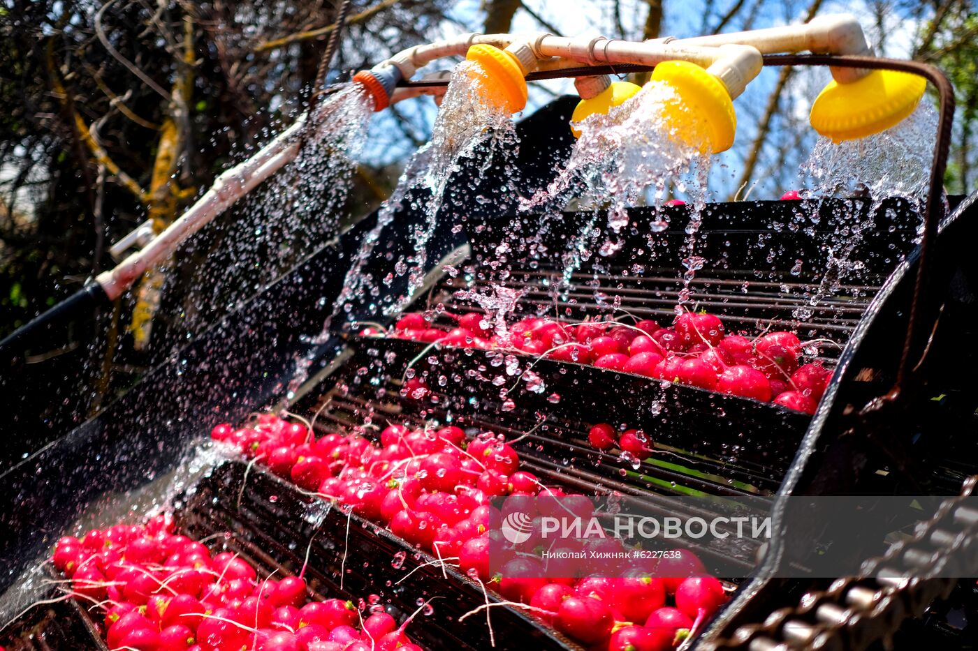 Тепличное хозяйство в Краснодарском крае