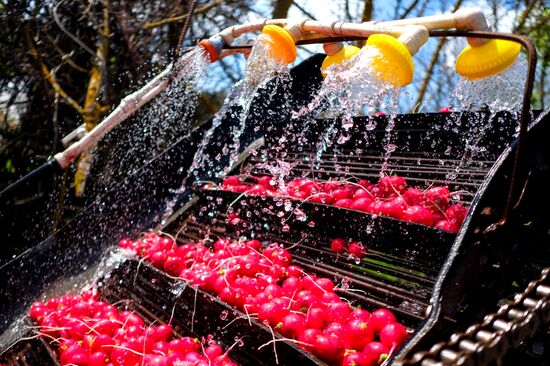 Тепличное хозяйство в Краснодарском крае