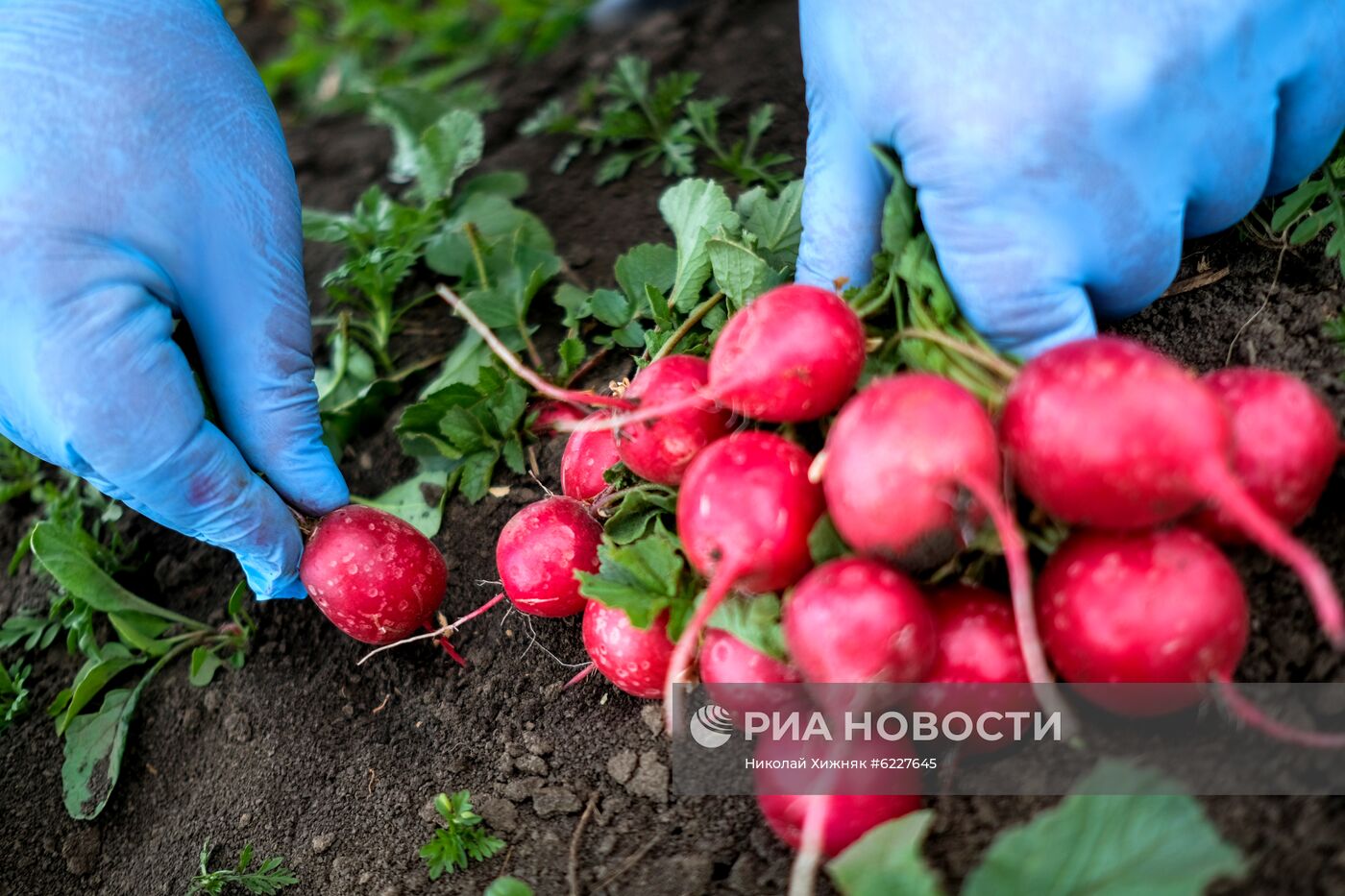 Тепличное хозяйство в Краснодарском крае