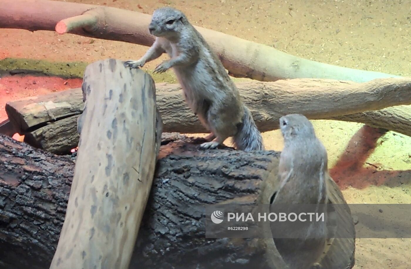 В Московском зоопарке впервые появились африканские земляные белки
