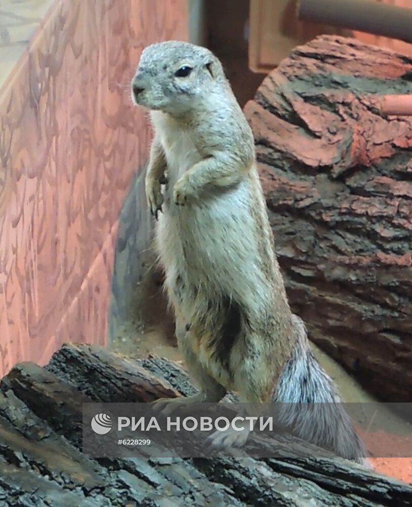 В Московском зоопарке впервые появились африканские земляные белки