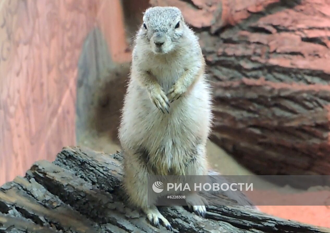 В Московском зоопарке впервые появились африканские земляные белки