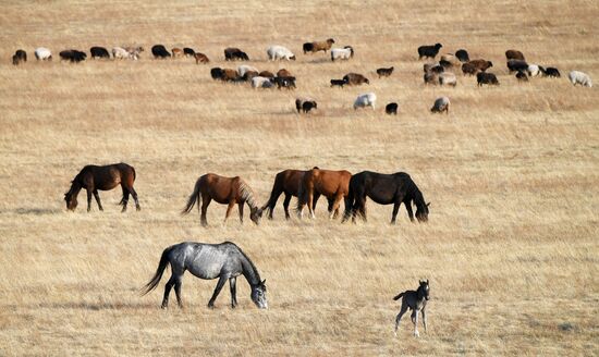 Лошади в полях Красноярского края