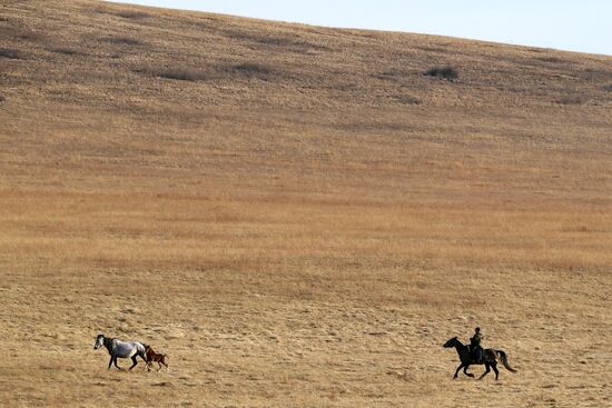 Лошади в полях Красноярского края