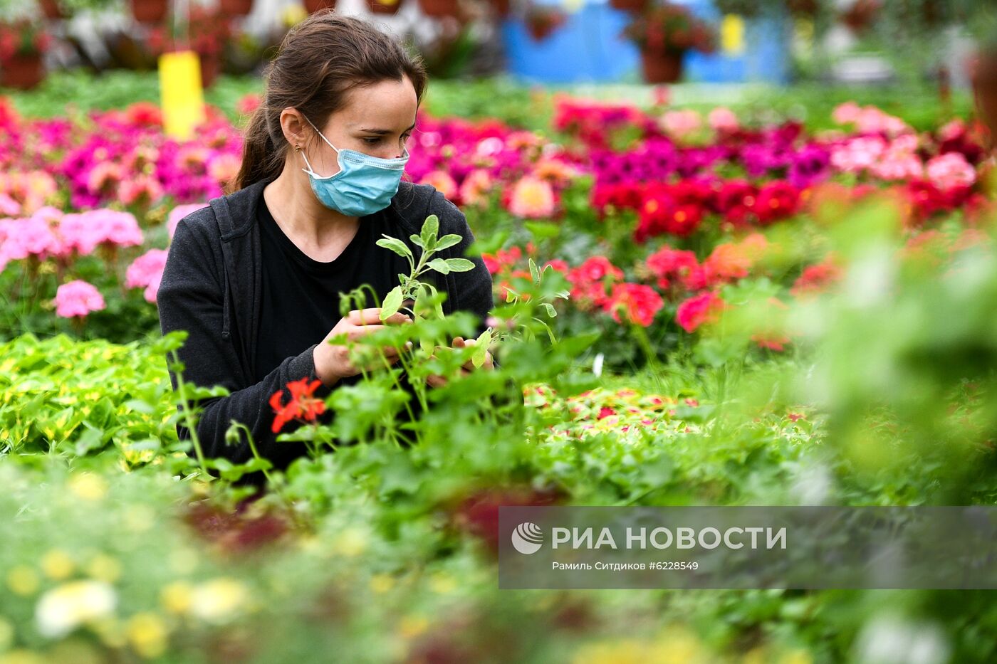 Выращивание и продажа рассады в Подмосковье 