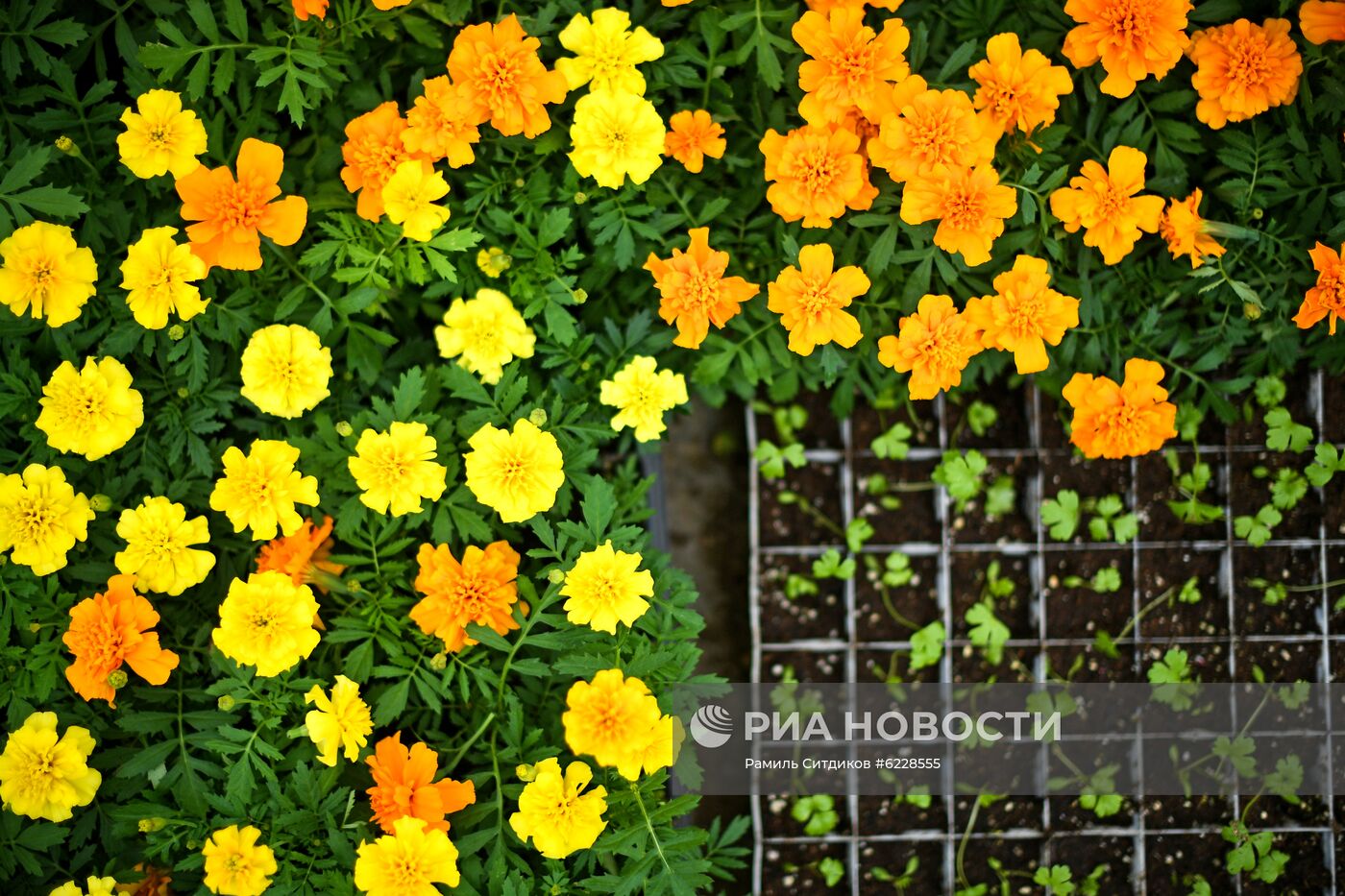 Выращивание и продажа рассады в Подмосковье