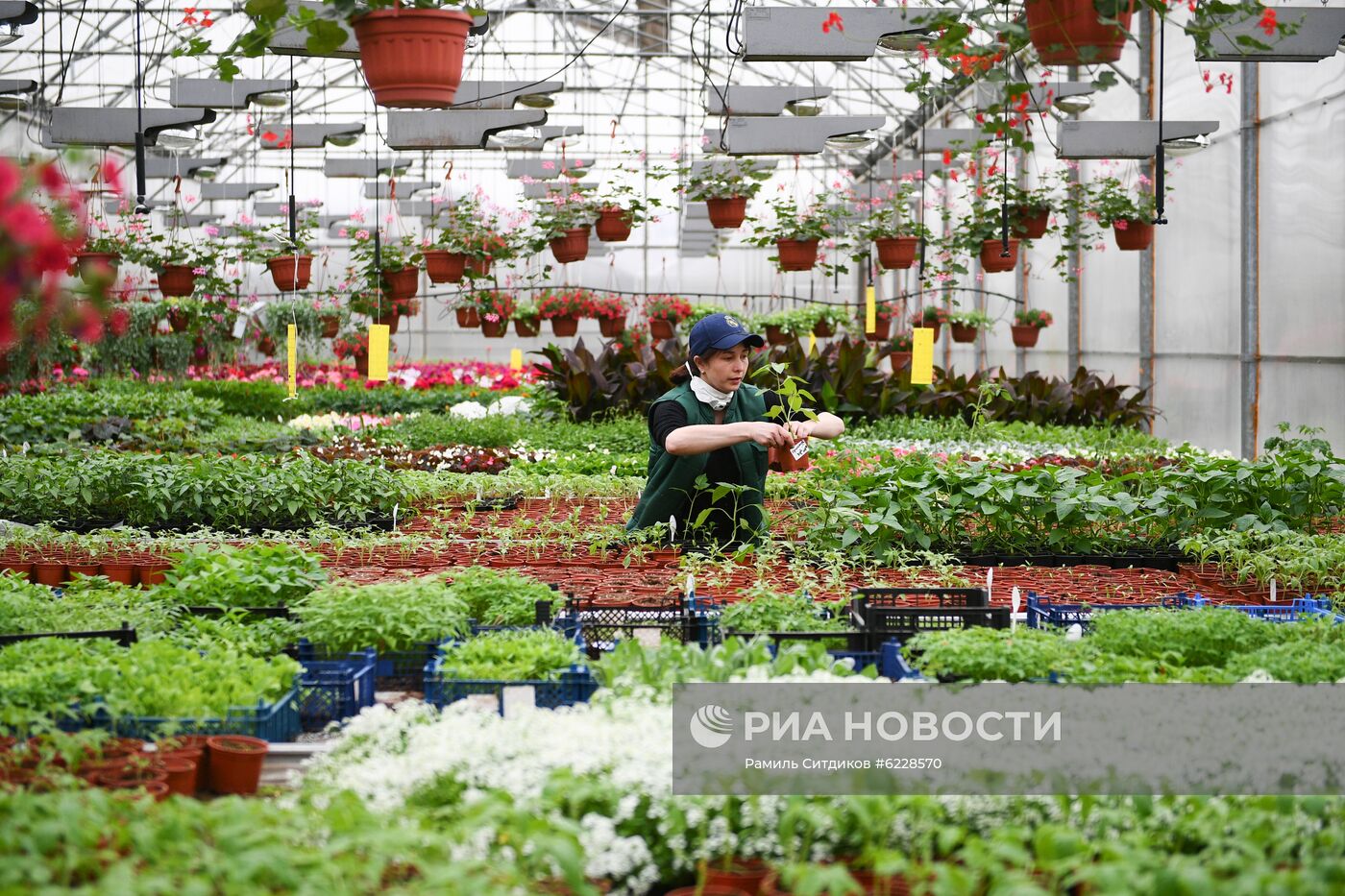 Выращивание и продажа рассады в Подмосковье 