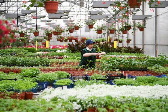 Выращивание и продажа рассады в Подмосковье 