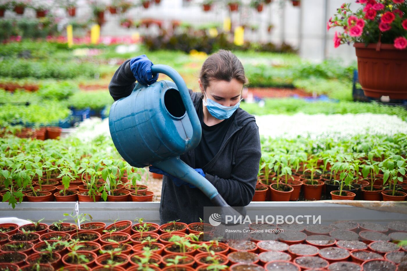 Выращивание и продажа рассады в Подмосковье