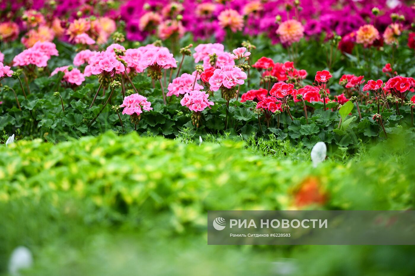 Выращивание и продажа рассады в Подмосковье 