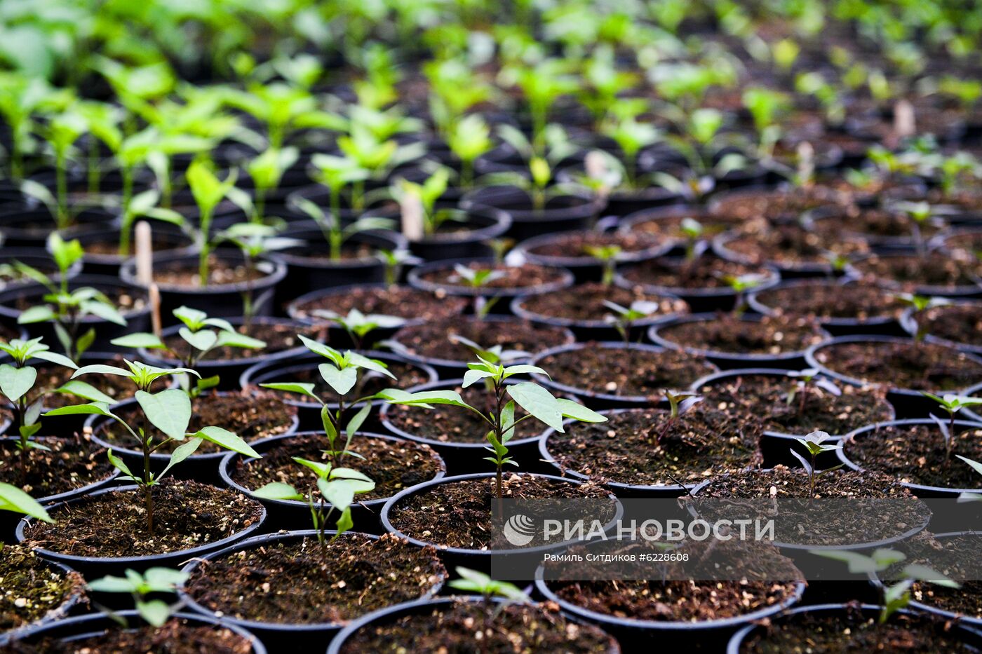 Выращивание и продажа рассады в Подмосковье 