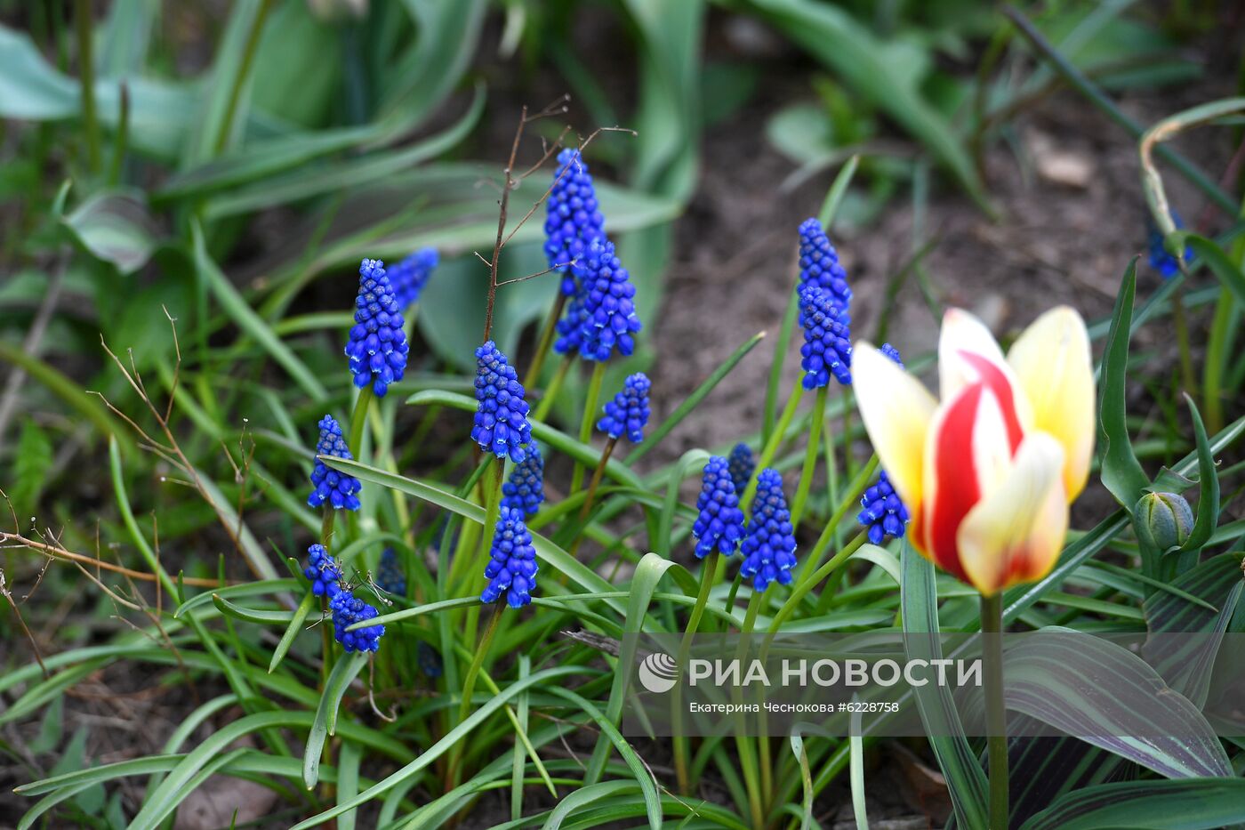 "Аптекарский огород" во время режима повышенной готовности из-за коронавируса 