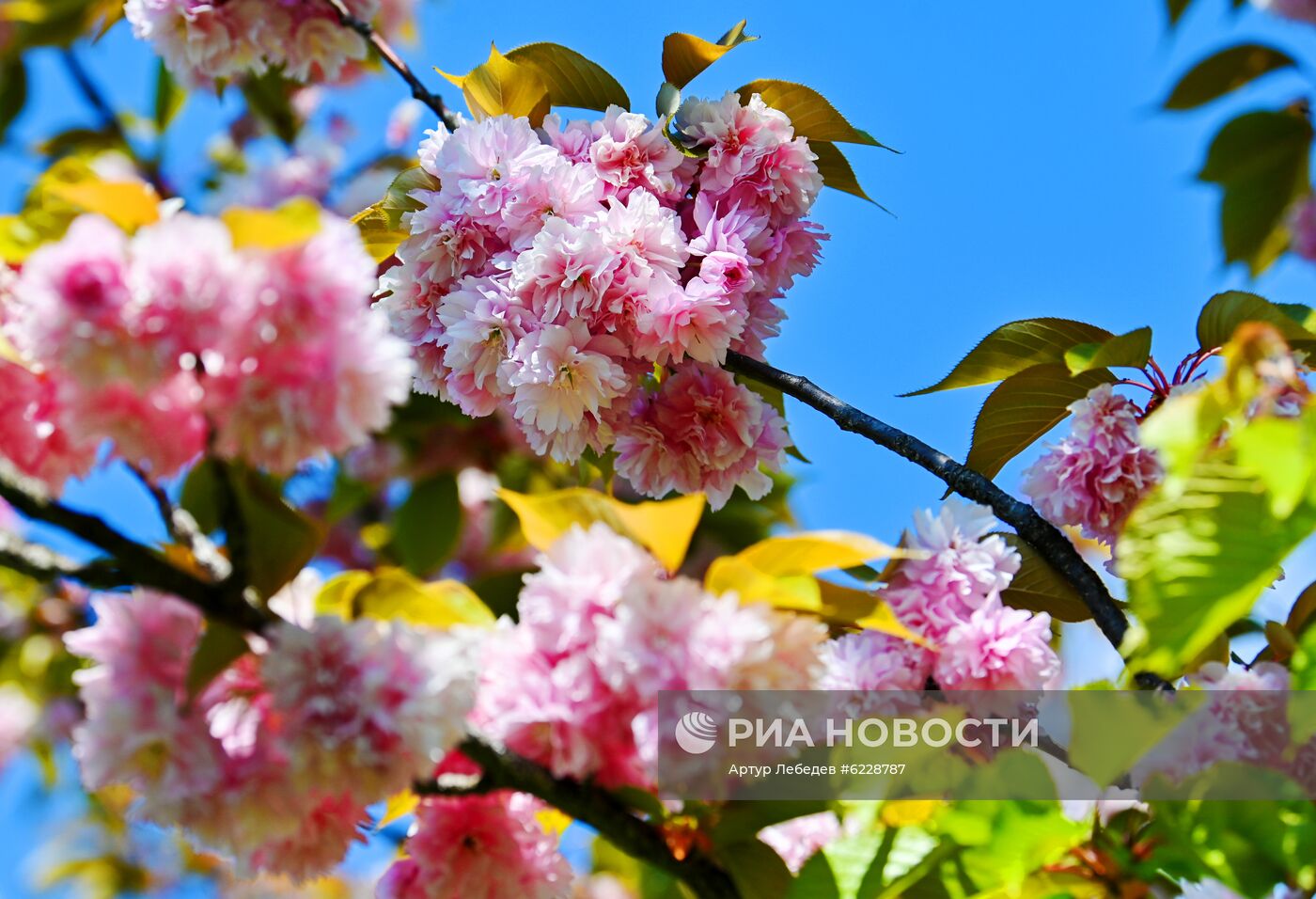 Черешневый сад в Сочи