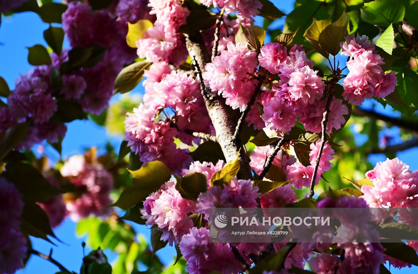 Черешневый сад в Сочи