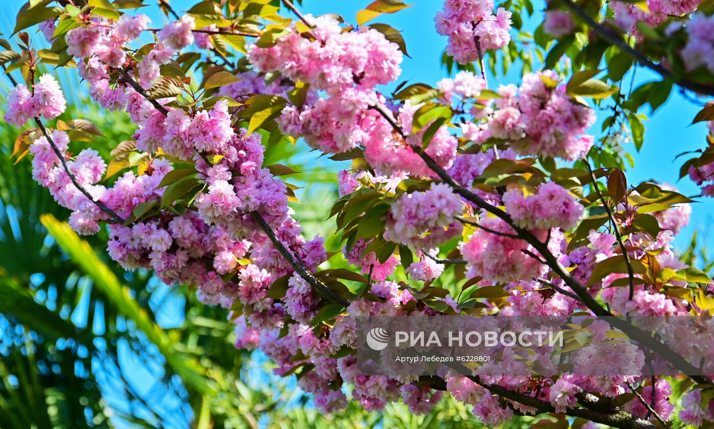 Черешневый сад в Сочи