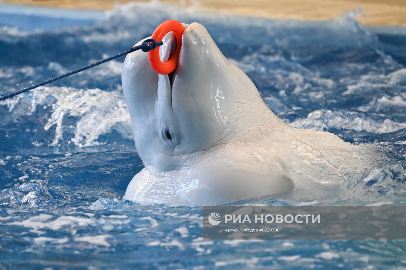 Работа большого Сочинского дельфинария и зоопарка