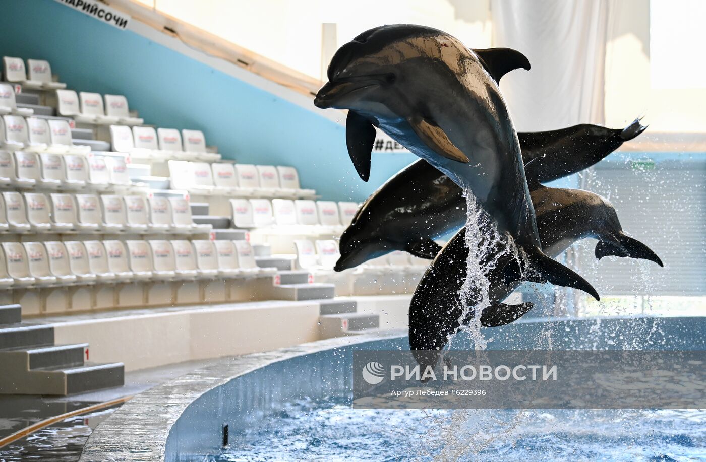 Работа большого Сочинского дельфинария и зоопарка