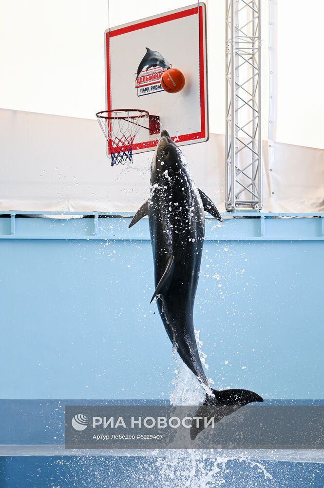 Работа большого Сочинского дельфинария и зоопарка