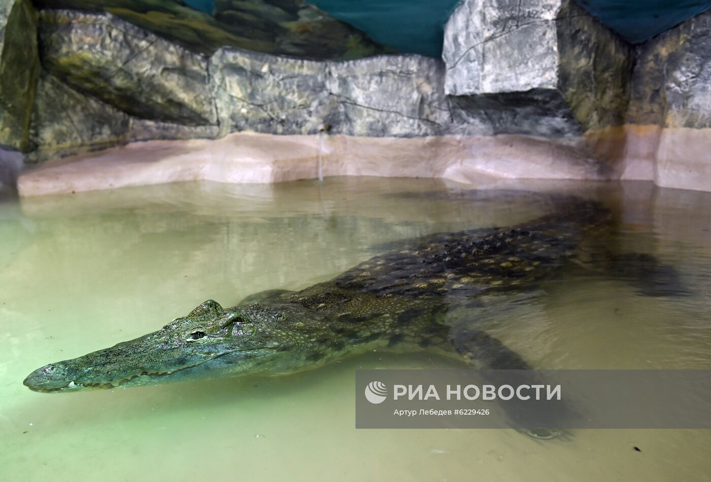 Работа большого Сочинского дельфинария и зоопарка