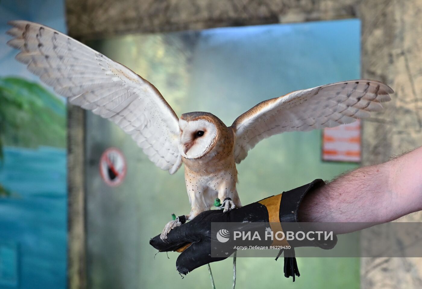 Работа большого Сочинского дельфинария и зоопарка