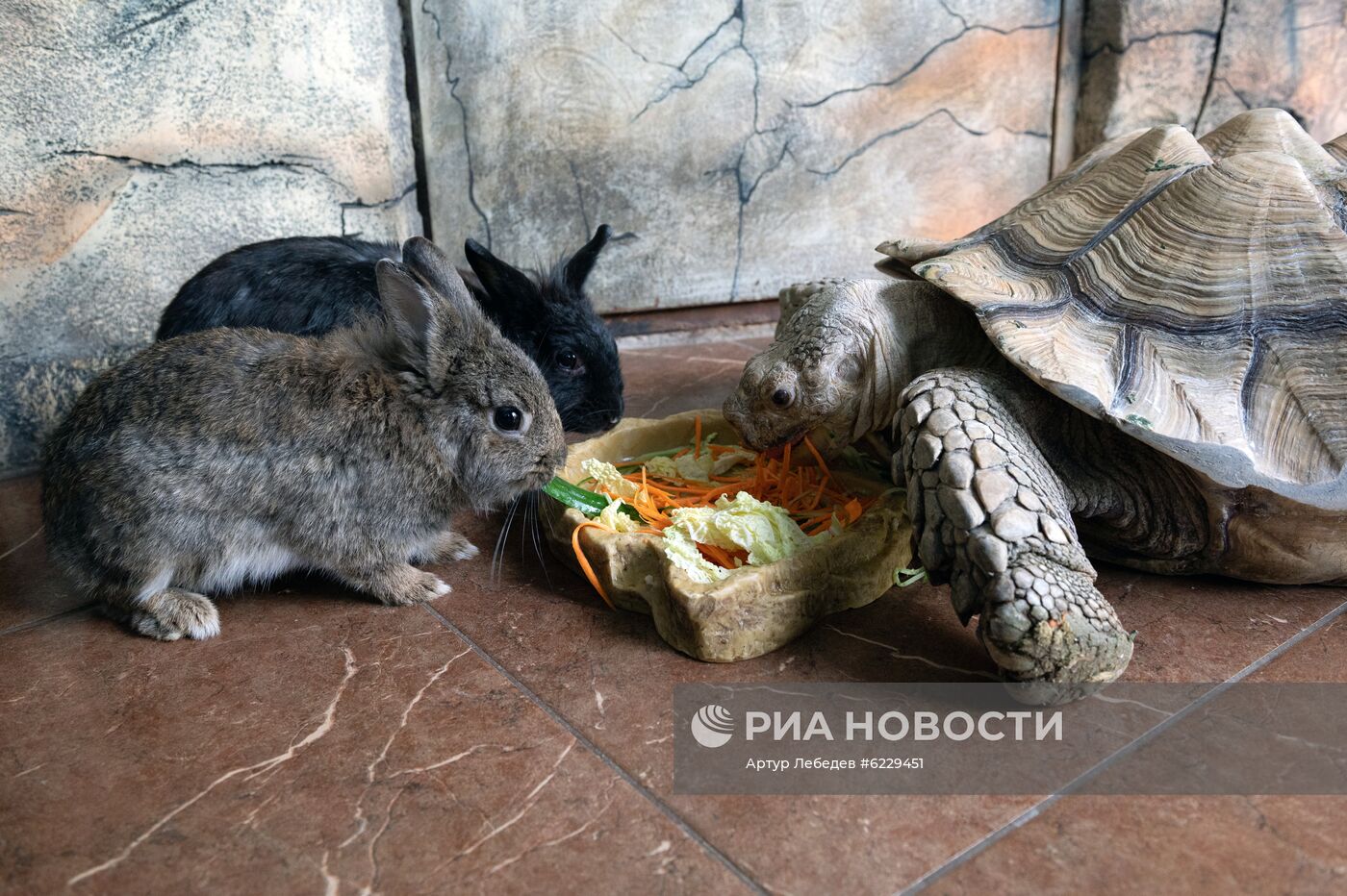 Работа большого Сочинского дельфинария и зоопарка