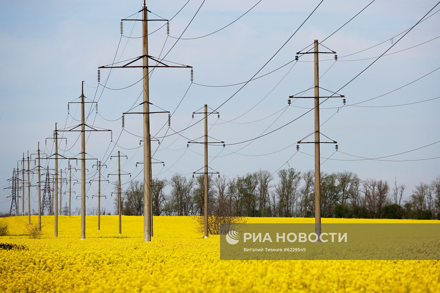 Цветение рапса в Краснодарском крае