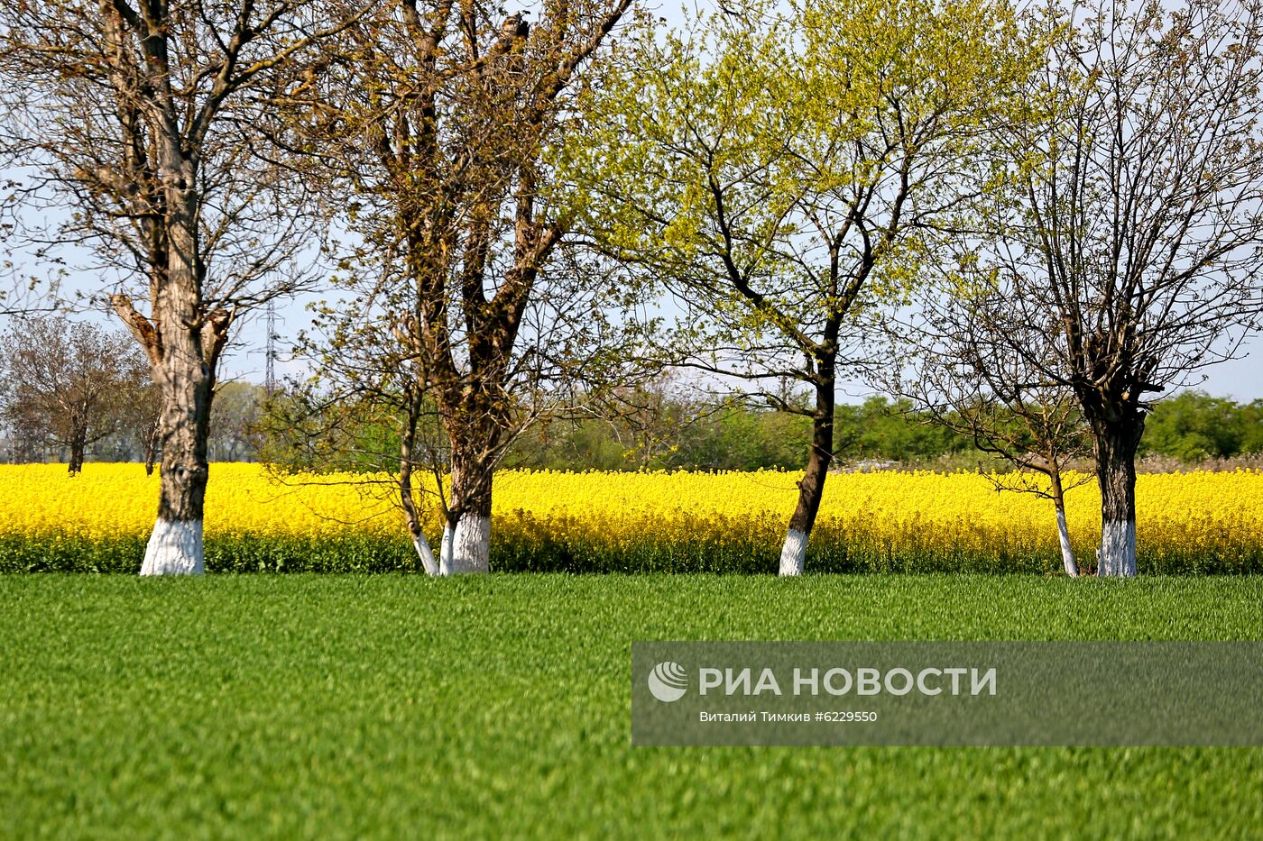 Цветение рапса в Краснодарском крае