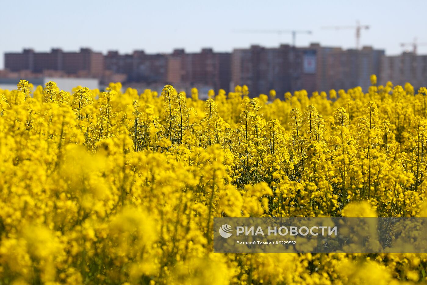 Цветение рапса в Краснодарском крае