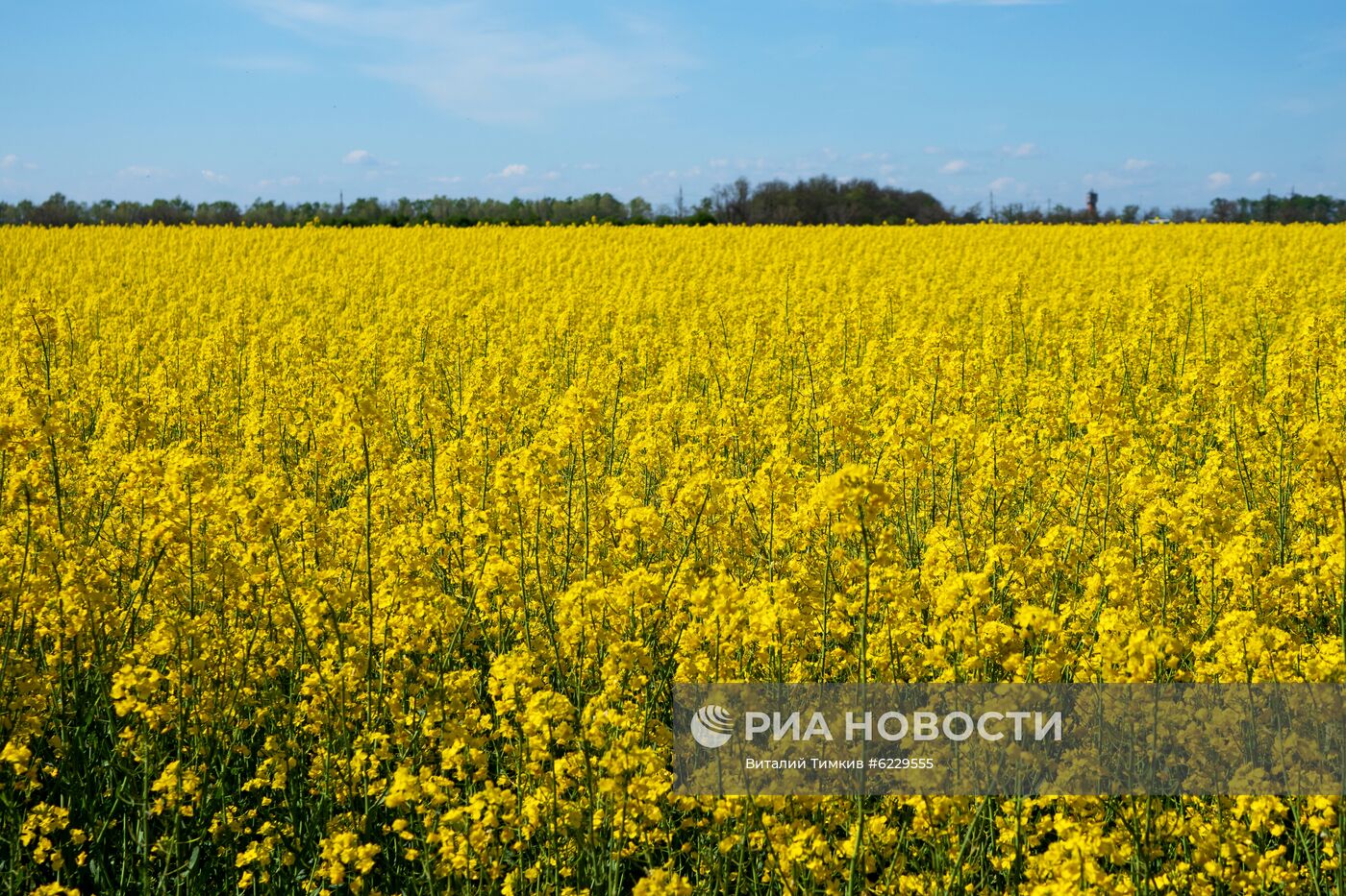 Цветение рапса в Краснодарском крае