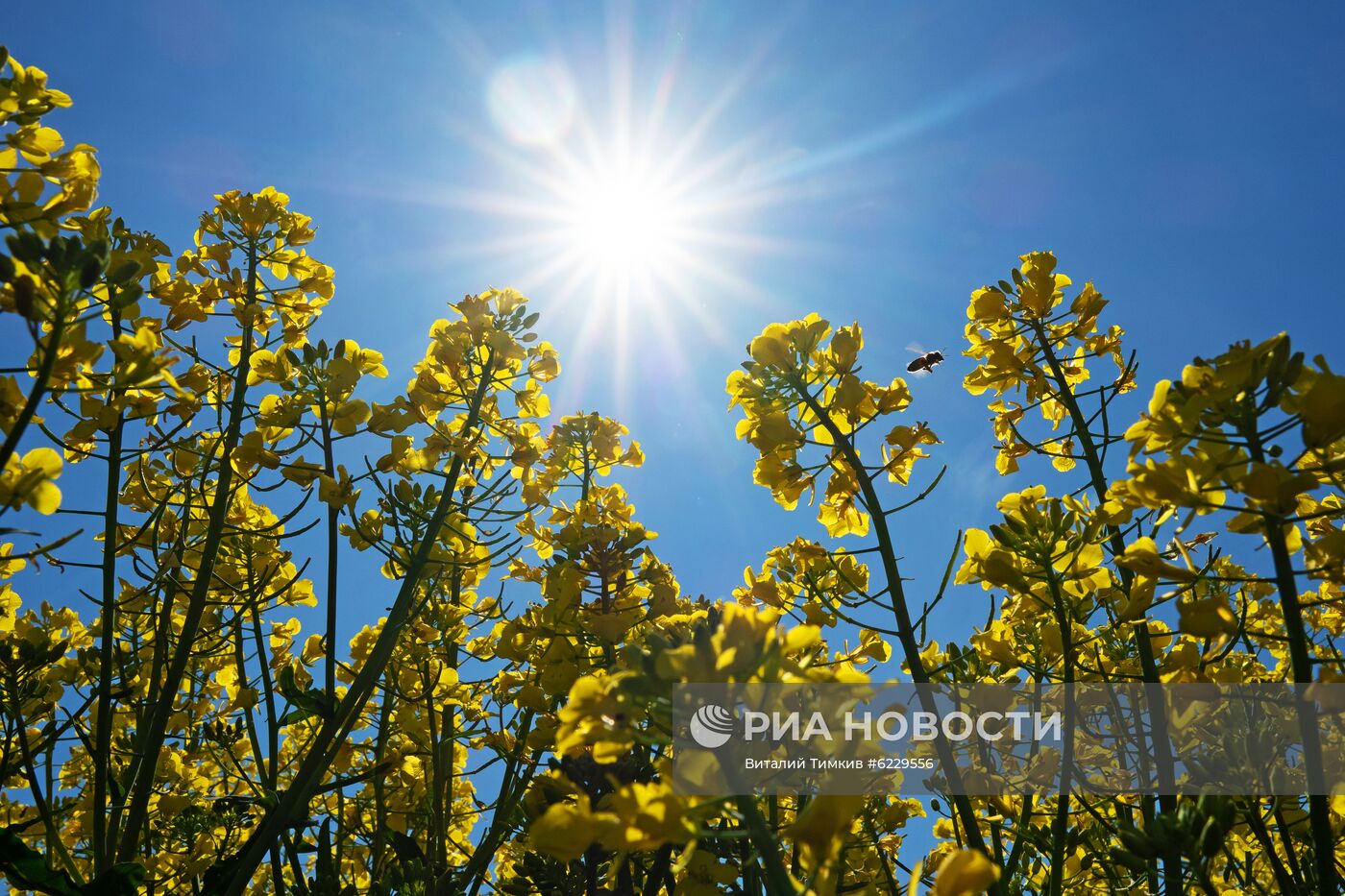 Цветение рапса в Краснодарском крае