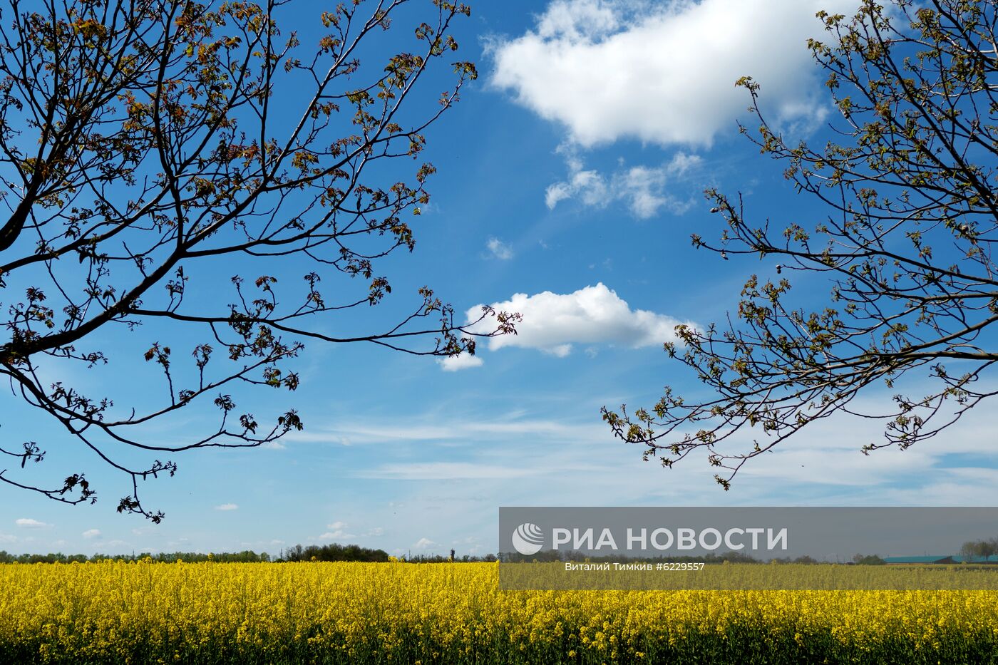 Цветение рапса в Краснодарском крае